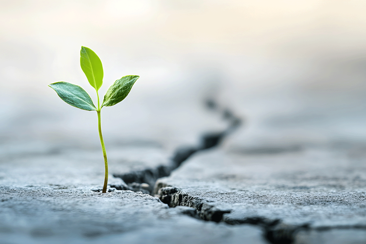 Évolution d'une plante dans le sol aride